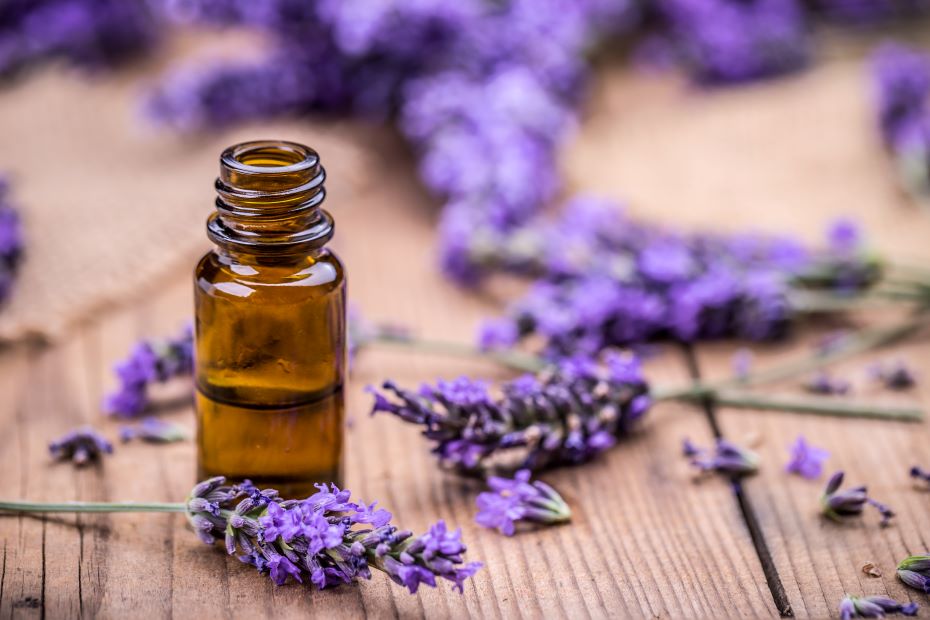 Lavender essential oil and fresh cut lavender.
